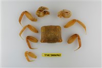 藏品(平掌沙蟹)的圖片